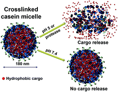Graphical abstract: Crosslinked casein-based micelles as a dually responsive drug delivery system