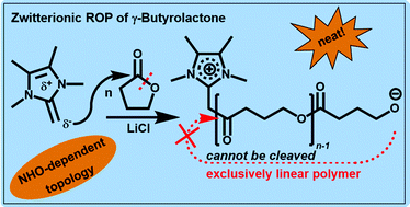 Graphical abstract: Polarized olefins as enabling (co)catalysts for the polymerization of γ-butyrolactone