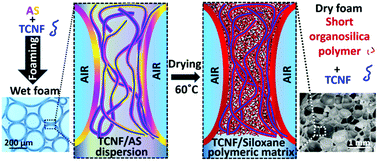 Graphical abstract: Lightweight foams of amine-rich organosilica and cellulose nanofibrils by foaming and controlled condensation of aminosilane