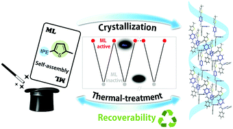 Graphical abstract: Recyclable mechanoluminescent luminogen: different polymorphs, different self-assembly effects of the thiophene moiety and recovered molecular packing via simple thermal-treatment