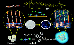 Graphical abstract: Sulfonate-functionalized tetraphenylethylenes for selective detection and wash-free imaging of Gram-positive bacteria (Staphylococcus aureus)