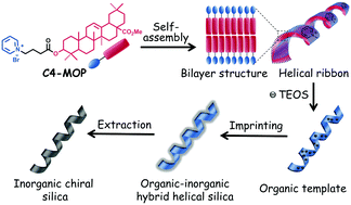 Graphical abstract: Imprinting supramolecular chirality on silica from natural triterpenoid-regulated helical ribbons