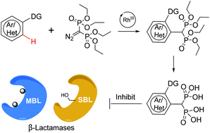 Graphical abstract: Rh(iii)-Catalyzed directed C–H carbenoid coupling reveals aromatic bisphosphonates inhibiting metallo- and Serine-β-lactamases