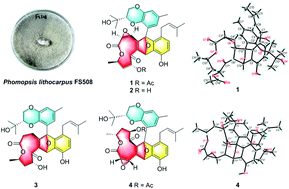 Graphical abstract: Lithocarpins A–D: four tenellone-macrolide conjugated [4 + 2] hetero-adducts from the deep-sea derived fungus Phomopsis lithocarpus FS508