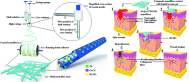 Graphical abstract: Novel SA@Ca2+/RCSPs core–shell structure nanofibers by electrospinning for wound dressings