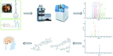 Graphical abstract: A time-of-flight mass spectrometry based strategy to fast screen triterpenoids in Xanthoceras sorbifolia Bunge husks for bioactive substances against Alzheimer's disease