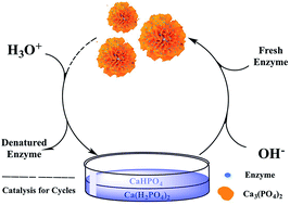 Graphical abstract: Dual-cycle immobilization to reuse both enzyme and support by reblossoming enzyme–inorganic hybrid nanoflowers