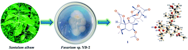Graphical abstract: Bioactive terpenoids from Santalum album derived endophytic fungus Fusarium sp. YD-2