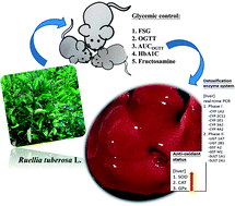 Graphical abstract: Protective effect of Ruellia tuberosa L. extracts against abnormal expression of hepatic detoxification enzymes in diabetic rats