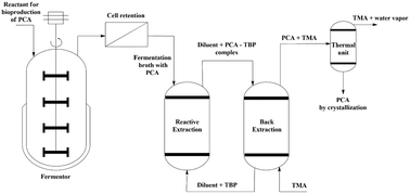 Graphical abstract: A step forward in the development of in situ product recovery by reactive separation of protocatechuic acid