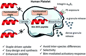 Graphical abstract: Stapled peptides as a new technology to investigate protein–protein interactions in human platelets