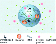 Graphical abstract: Long-lived protein expression in hydrogel particles: towards artificial cells