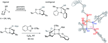 Graphical abstract: Nontrigonal constraint enhances 1,2-addition reactivity of phosphazenes