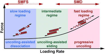 Graphical abstract: Molecular mechanics of coiled coils loaded in the shear geometry