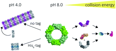 Graphical abstract: Self-assembly of toroidal proteins explored using native mass spectrometry