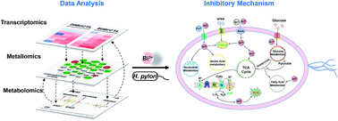 Graphical abstract: Multi-omics and temporal dynamics profiling reveal disruption of central metabolism in Helicobacter pylori on bismuth treatment