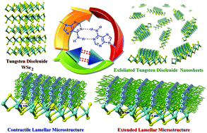 Graphical abstract: Dynamic tungsten diselenide nanomaterials: supramolecular assembly-induced structural transition over exfoliated two-dimensional nanosheets