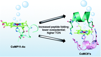 Graphical abstract: Hydrogen evolution from water catalyzed by cobalt-mimochrome VI*a, a synthetic mini-protein