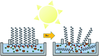Graphical abstract: Let there be light: stability of palmitic acid monolayers at the air/salt water interface in the presence and absence of simulated solar light and a photosensitizer