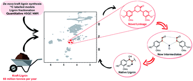 Graphical abstract: Identification of a diagnostic structural motif reveals a new reaction intermediate and condensation pathway in kraft lignin formation