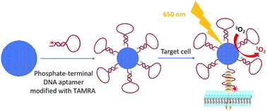 Graphical abstract: ZrMOF nanoparticles as quenchers to conjugate DNA aptamers for target-induced bioimaging and photodynamic therapy