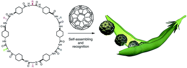 Graphical abstract: New self-assembling peptide nanotubes of large diameter using δ-amino acids