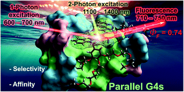 Graphical abstract: Selective parallel G-quadruplex recognition by a NIR-to-NIR two-photon squaraine