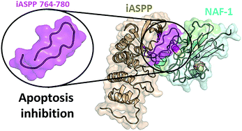 Graphical abstract: The anti-apoptotic proteins NAF-1 and iASPP interact to drive apoptosis in cancer cells