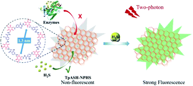 Graphical abstract: Ultrathin two-dimensional covalent organic framework nanoprobe for interference-resistant two-photon fluorescence bioimaging