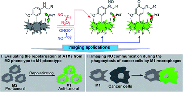 Graphical abstract: Aromatic secondary amine-functionalized fluorescent NO probes: improved detection sensitivity for NO and potential applications in cancer immunotherapy studies