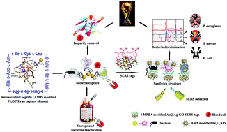 Graphical abstract: Antimicrobial peptide based magnetic recognition elements and Au@Ag-GO SERS tags with stable internal standards: a three in one biosensor for isolation, discrimination and killing of multiple bacteria in whole blood