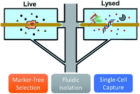 Graphical abstract: Integration of marker-free selection of single cells at a wireless electrode array with parallel fluidic isolation and electrical lysis