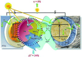 Graphical abstract: A dual-function photoelectrochemical solar cell which assimilates light-harvesting, charge-transport and photoelectrochromic nanomaterials in a tandem design