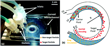 Graphical abstract: Microfluidic curved-channel centrifuge for solution exchange of target microparticles and their simultaneous separation from bacteria