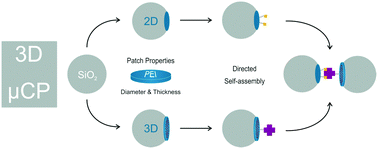 Graphical abstract: From 2D to 3D patches on multifunctional particles: how microcontact printing creates a new dimension of functionality