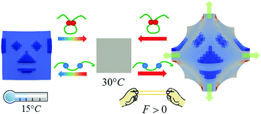 Graphical abstract: “Patterning with loops” to dynamically reconfigure polymer gels