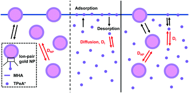 Graphical abstract: Nanoparticle adsorption dynamics at fluid interfaces