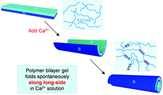 Graphical abstract: Cation-induced folding of alginate-bearing bilayer gels: an unusual example of spontaneous folding along the long axis