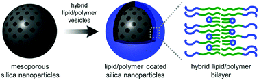 Graphical abstract: Adsorption and fusion of hybrid lipid/polymer vesicles onto 2D and 3D surfaces