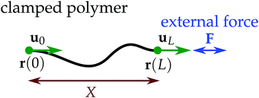 Graphical abstract: Bimodal probability density characterizes the elastic behavior of a semiflexible polymer in 2D under compression
