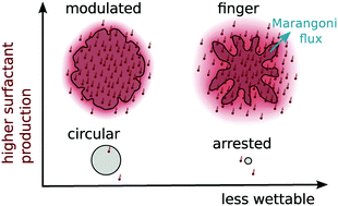 Graphical abstract: Modelling of surfactant-driven front instabilities in spreading bacterial colonies