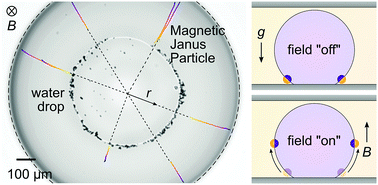 Graphical abstract: Magneto-capillary dynamics of amphiphilic Janus particles at curved liquid interfaces