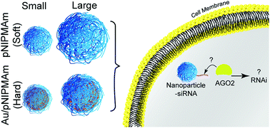Graphical abstract: Probing the nanoparticle–AGO2 interaction for enhanced gene knockdown