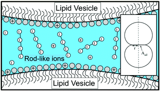 Graphical abstract: Adhesion of like-charged lipid vesicles induced by rod-like counterions
