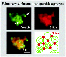 Graphical abstract: The role of surface charge in the interaction of nanoparticles with model pulmonary surfactants