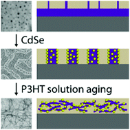 Graphical abstract: Assembly of P3HT/CdSe nanowire networks in an insulating polymer host
