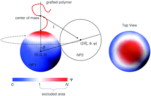 Graphical abstract: Accurate estimation of the polymer coverage of hairy nanoparticles
