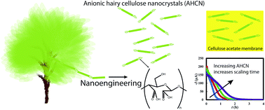 Graphical abstract: Biomimetic scale-resistant polymer nanocomposites: towards universal additive-free scale inhibition