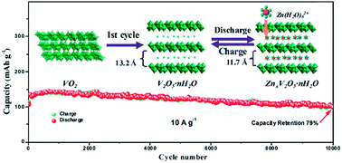 Graphical abstract: An electrochemically induced bilayered structure facilitates long-life zinc storage of vanadium dioxide