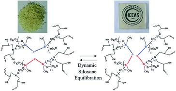 Graphical abstract: A facile access to stiff epoxy vitrimers with excellent mechanical properties via siloxane equilibration